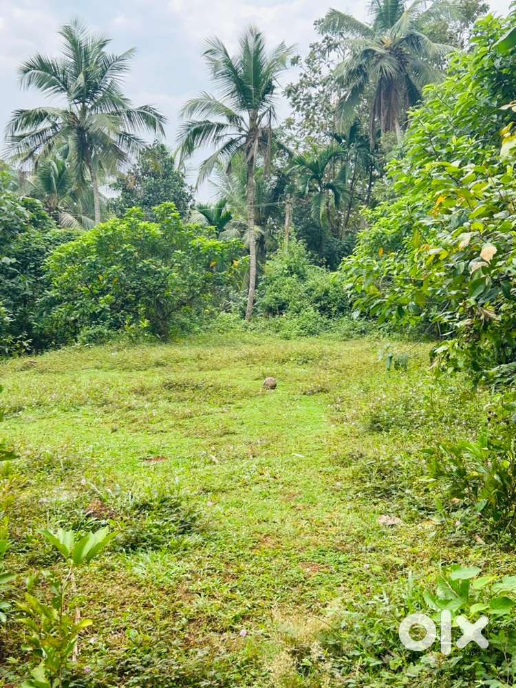 6cent plot 200mtrs away from mundikalthazham bypass 700000 per cent