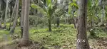 Kobbari thota.  50 sent(half acer)