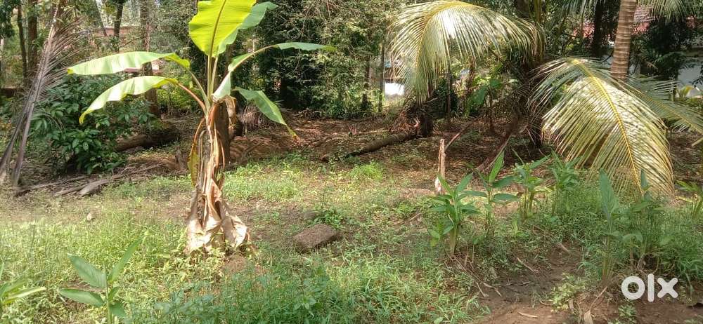 Plot for sale near panchayath, Pappinisseri
