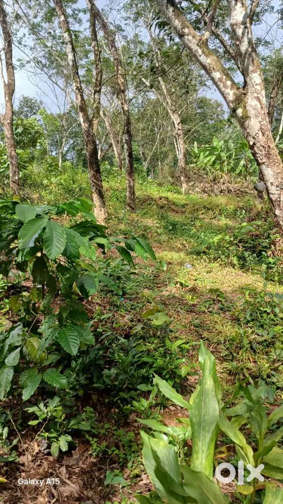 50 cent plot in punnavelli , nooramavu , nedumkunnam