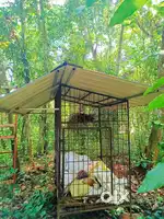 Urgent sale dog cage