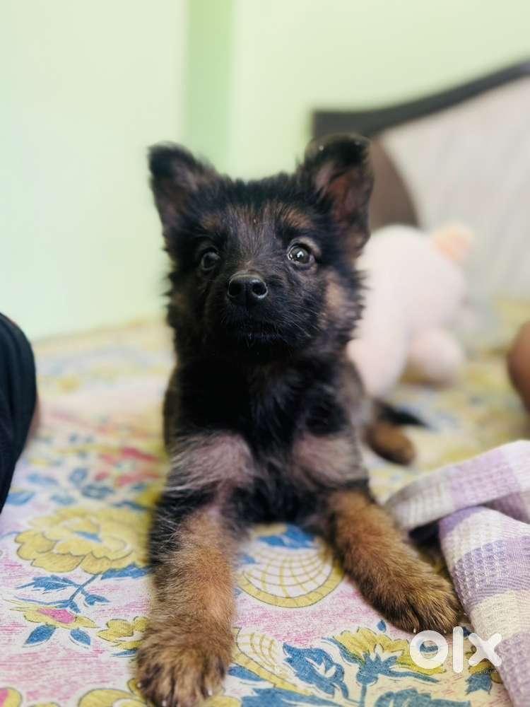 House help caretaker