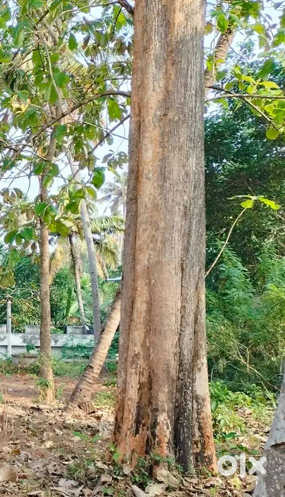 Teak Tree, near 50 year old
