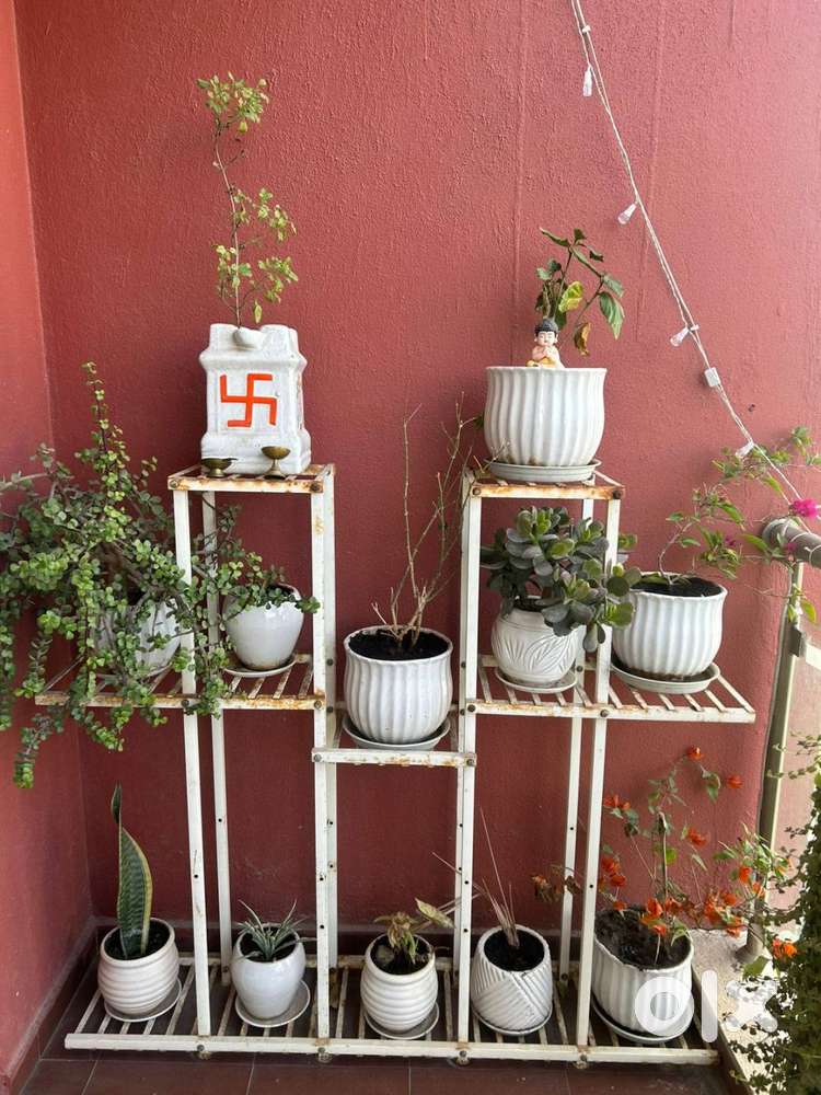 Premium Indoor + Balcony Plant Collection (with Pots & Stands)