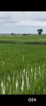 8 acre neeravari for sale 1 km from gabbur