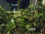 Family plastic pots with CC plants JOY WEST97 FEDERAL PARK VENNALA ERN
