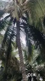 Pollachi towen south said coconut farm sales