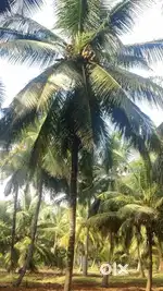 70 cent coconut farm sales