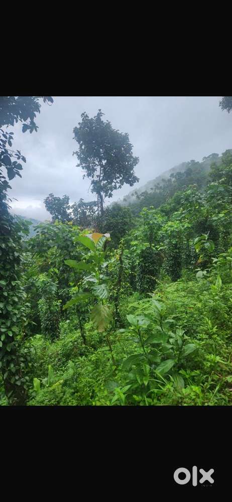 High yealding pepper plantation with panchayath road