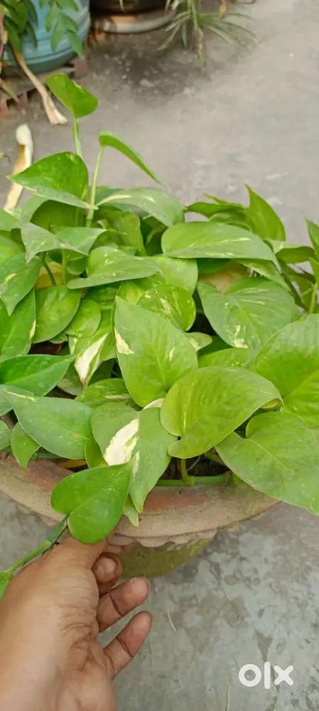 Money plant,  Jade plant