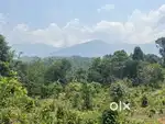 2.5 ACRE RESORT LAND FOR SALE IN NIRAVILPUZHA