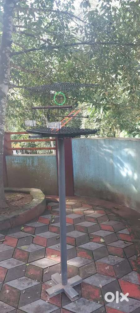 Love birds cage