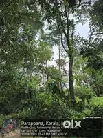 Plot for sale 5 cent 6lakhs for kinaserry,palakkad