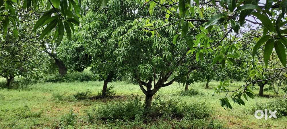 7 Acer Mango garden pure red soil one bore well