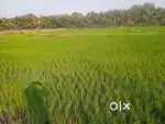 4 acres of brick factory land and paddy land