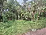 5 cent land at ezhumvayal, pariyaram. Flat plot. Panchayat road side.