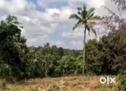 കൂളിവയലിൽ 10,15,20 സെന്റ് ഹൗസിംഗ് പ്ലോട്ടുകൾ വിൽപ്പനയ്ക്ക്