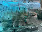 Dog cage made of ironbars big in size