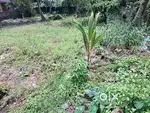 11.5Cents of Residential Property near Kadavanthra