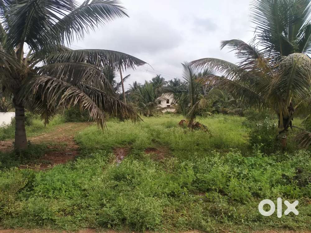 12kunte agriculture land sale