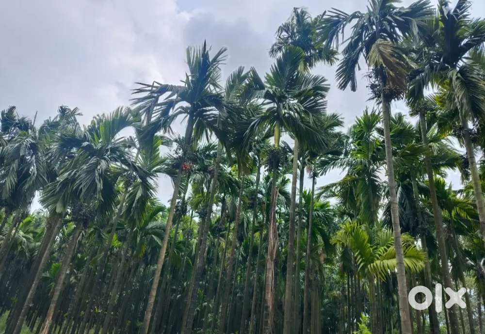 90 cents land for sale 12k per cent(12 lakh for whole land)river