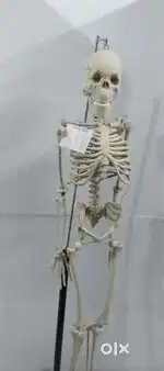 Human skeleton model