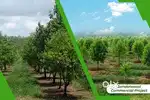 SANDALWOOD 35 Acres FARMING @ 3LAKHS ONLY Return 1.8 Cr