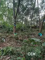 റബ്ബർ പുരയിടം വില്പനയ്ക്ക്