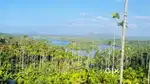 Land for sale wayanad