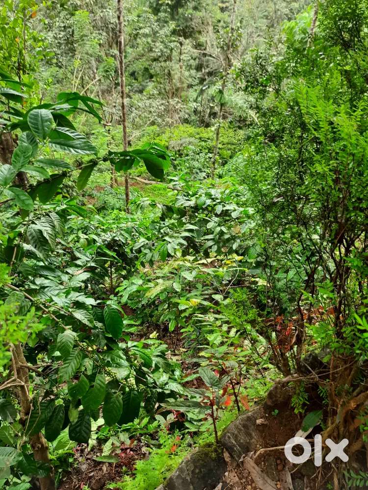 : തുഷാരഗിരി വാട്ടർ ഫാൾസിനടുത്ത് 4 km നുള്ളിൽ )3 ഏക്കർ കരണ്ട്ഉണ്ട്.