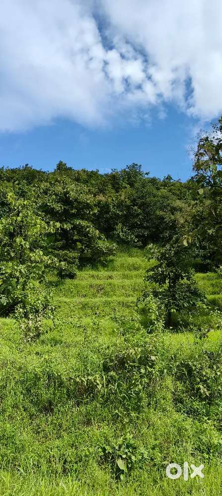4 acre 10 Gunte teak wood plantation land