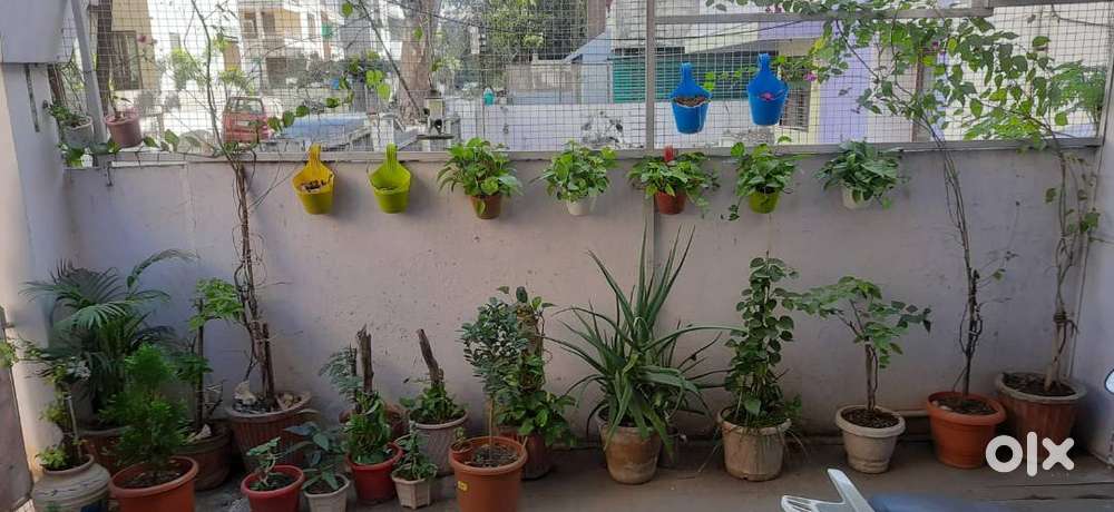 GARDENING POTS WITH PLANTS