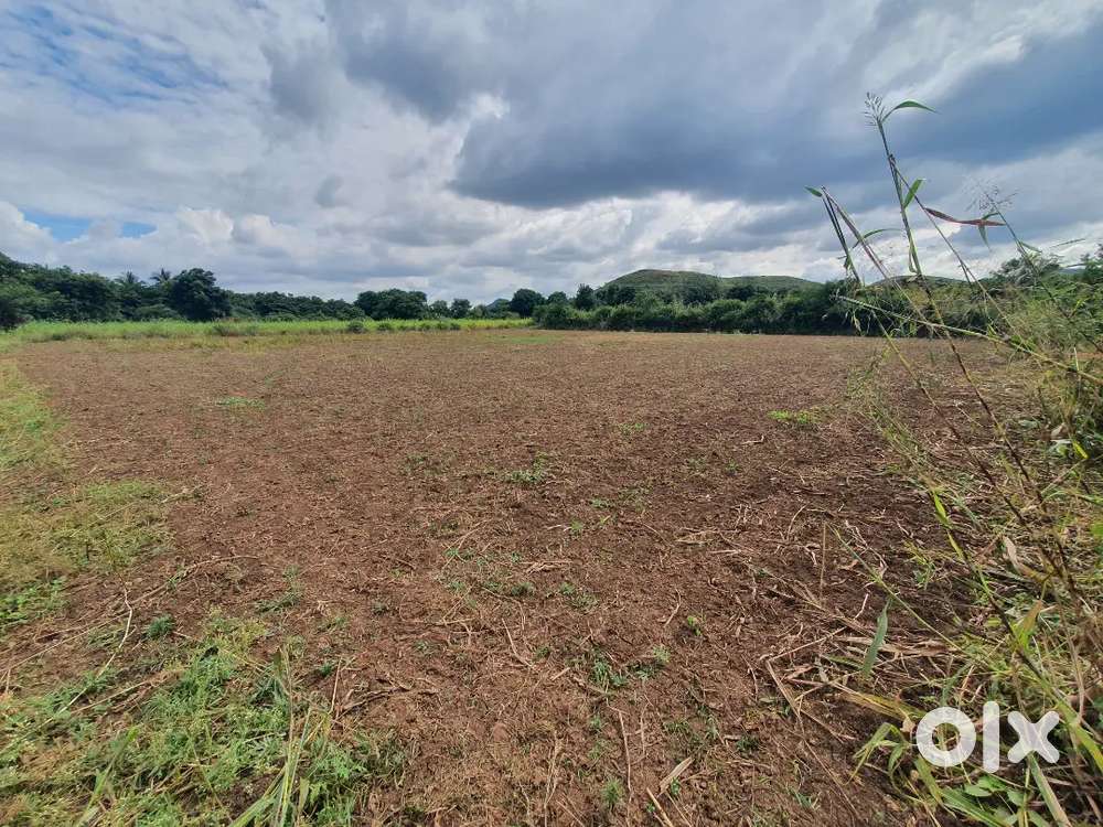 Agriculture land, belsar, junnar,pune