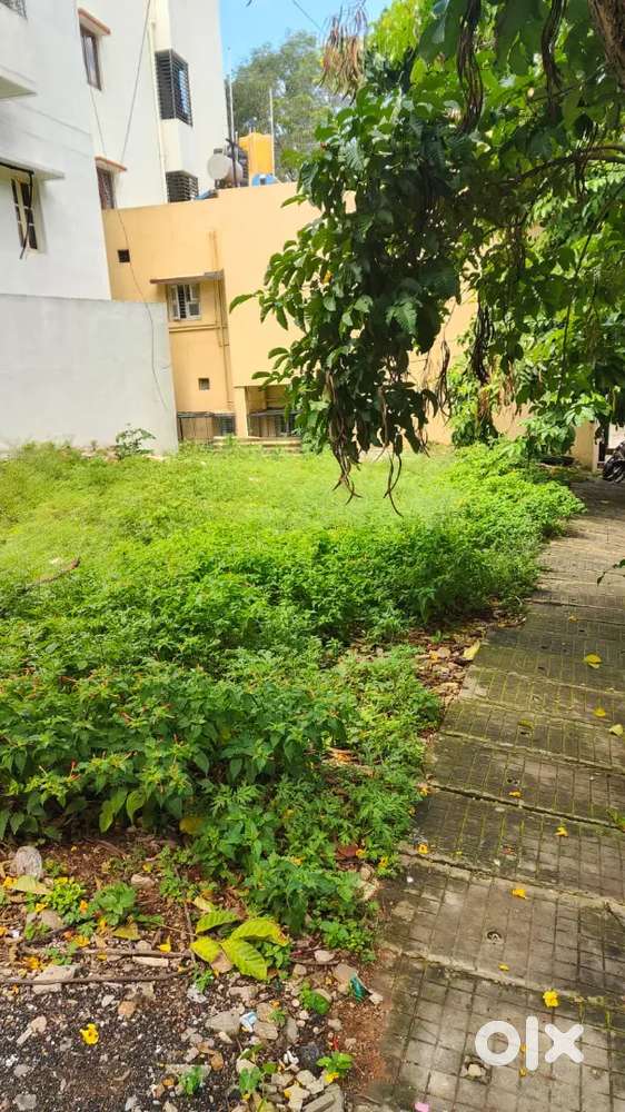Near dodalad tree