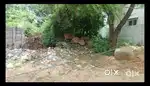 Banjarahills road no: 12 Decent Surrounding clear Title NRI Plot Sale.