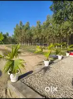 Plots -6000 pr sq yard