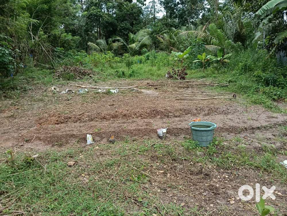 ചേർത്തലയിൽ പെരുമ്പാറ ശ്രീ ശങ്കരാ സെൻട്രൽ സ്കൂളിന് സമീപം 7 സെന്റ്