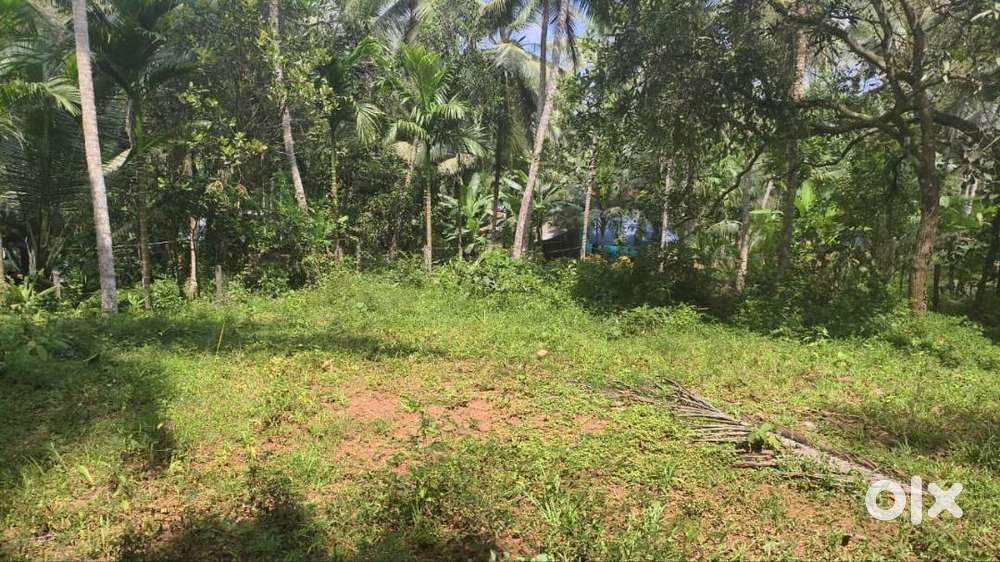 23 cent Housing plot Kuttiyadi