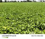Kali mitti wala khet bombay plot ke pass anadr