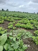 Field for sale at 12 acres, Per acre 60 lacs