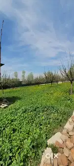 30 marla Corner plot At dangarpora 8km from Shalteng main chowk