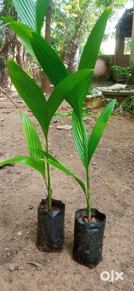 Arecanut Plant  - பாக்கு செடி