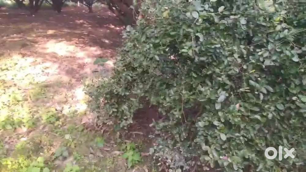 दाखिल खरीज जमीन खरीदे नेशनल हाईवे से लगा हुआ बी के टी के पास