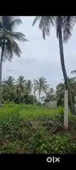 6acre coconut thottam 1 open well fencing
