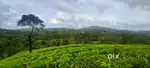 വാഗമൺ കുവലറ്റത്ത് 1.46 ഏക്കർ ഭൂമി വിൽപ്പനക്ക്