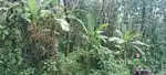 Land for sale @ North Konnakuzhy