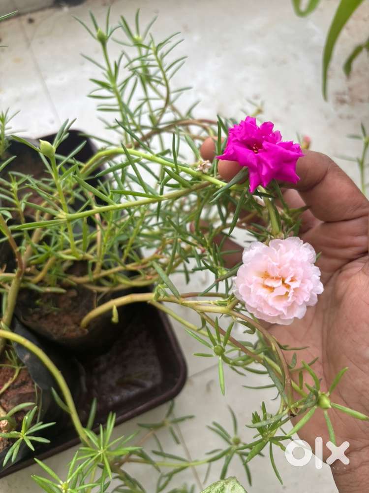 Indoor n outdoor plants