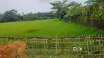 1bigha land at LALUK,12 MILE PWD roadside land