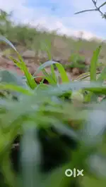 Need a land owner