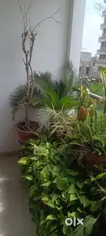 Plants with pots and stands